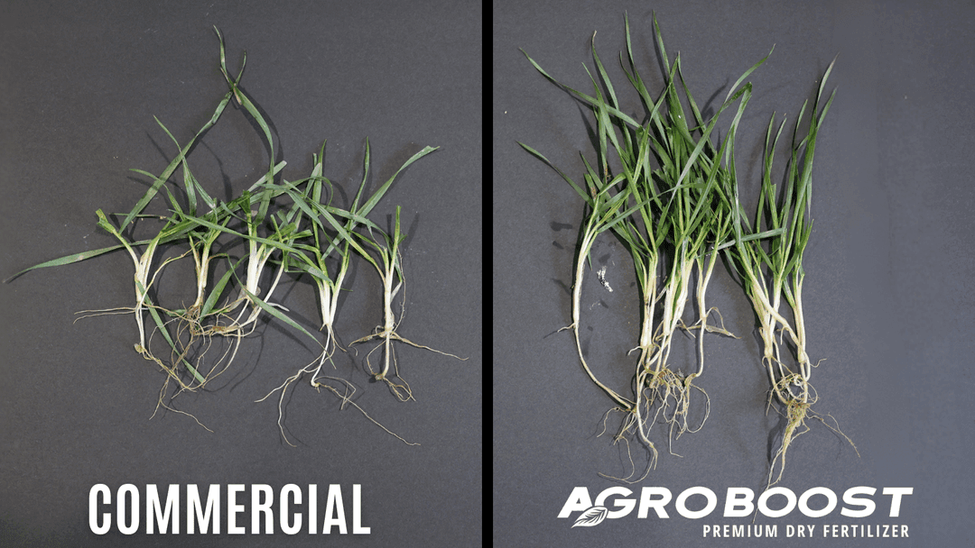 AgroBoost vs. MAP Fertilizers: What Farmers Need to Know